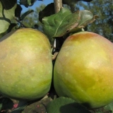 Tretiranje stabala jabuke od štetočina i bolesti